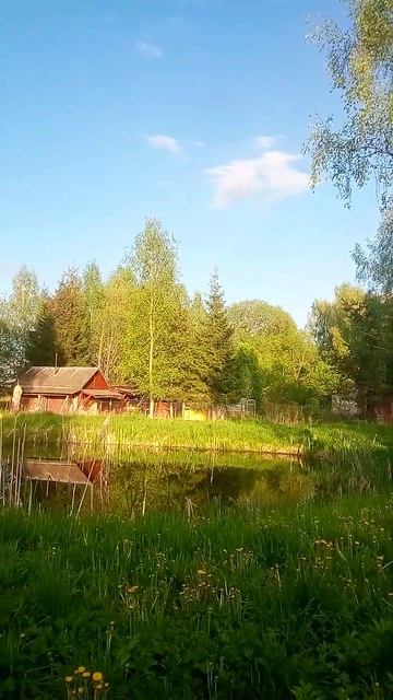 Лягушки подпевают соловьям #shorts_video #spring #nature