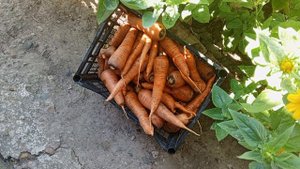 Урожай морковки...но не мой...