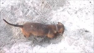 Такса на пляже