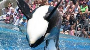 Шоу косаток Shamu в Seaworld (когда дрессировщикам было разрешено заходить в воду!)