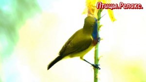 Птицы.Релакс.