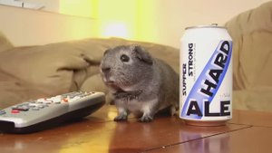 Чарли — Морская Свинка-Алкоголик | SMOSH | Ремастер [HD].