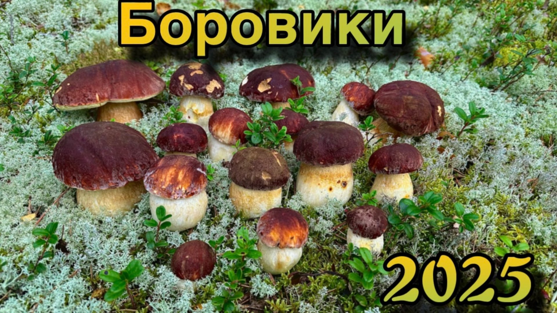 Сезон Боровиков 2025 открыт! / 95% чистых Грибов -это Шок! смотреть онлайн