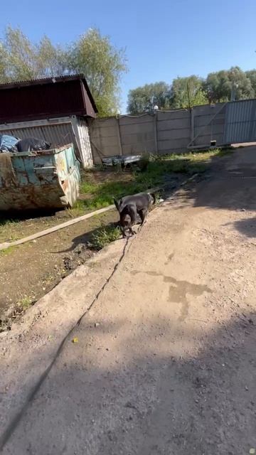 rutube.ru