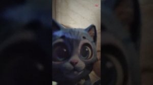 утро с таба лапкой.