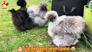 Шелковые курочки пушистые шарики ❣️🤗😂 (10)