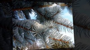 Заснеженный пульс - / Падал снег, Сергей Чекалин /