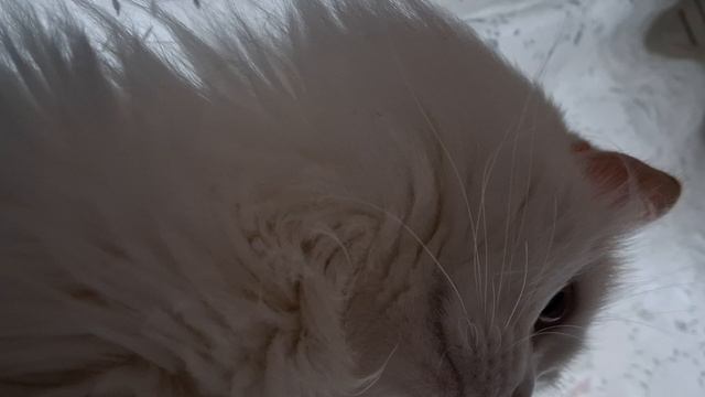 18700.mp4
