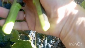 приехала на дачу, иду смотреть огород, нарезала винограда...5 сентября.