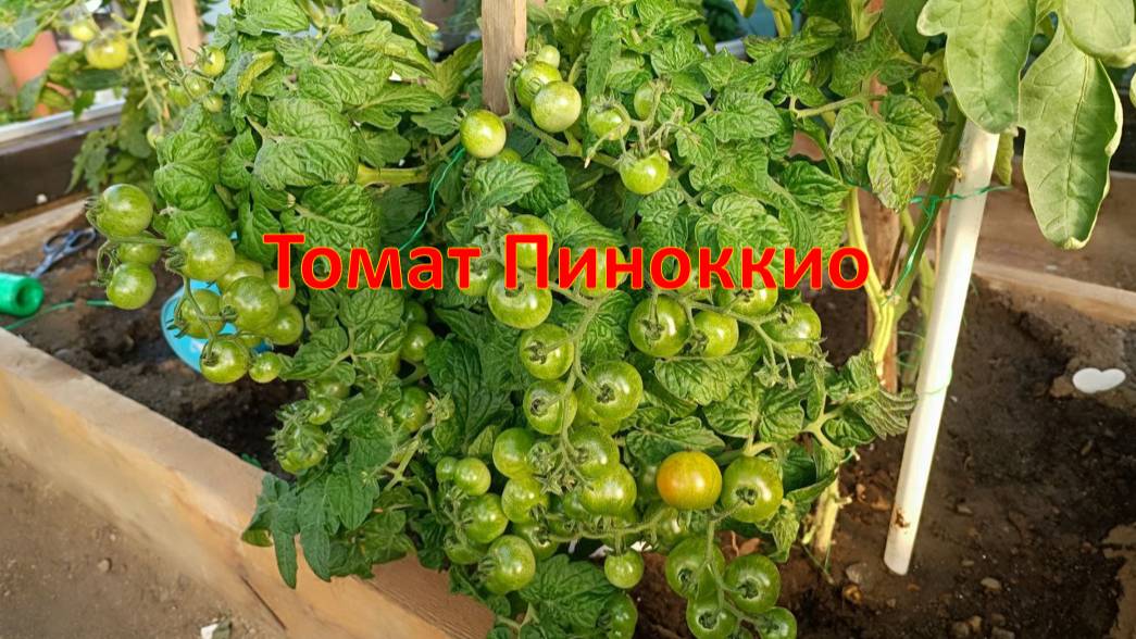 Томаты Пиноккио - сбор, хранение и заготовка