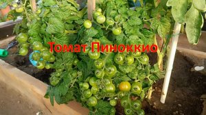 Томаты Пиноккио - сбор, хранение и заготовка