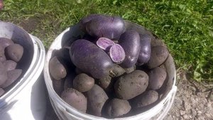 Красивый, вкусный и очень полезный! Картофель Аметист в 2025 году.