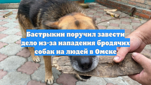Бастрыкин поручил завести дело из-за нападения бродячих собак на людей в Омске
