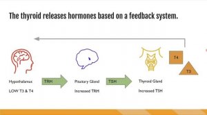 Щитовидная железа - физиология лекция для врачей УЗИ  2 (сон)
