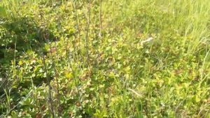 Земляничные поляны