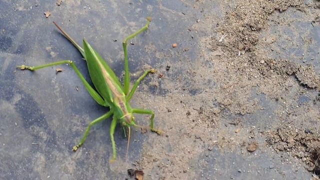 Саранча футболист