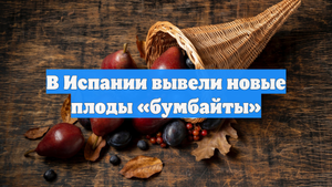 В Испании вывели новые плоды «бумбайты»