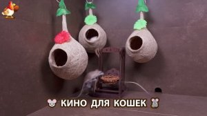 Видео для кошек про крысок развлекать питомцев 🐭🐀😂 (309)