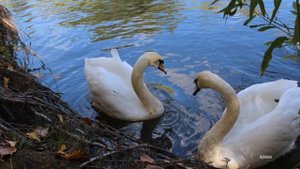 Кружатся мысли, как листья -  / Gil Ventura -  Une Belle Histoire /