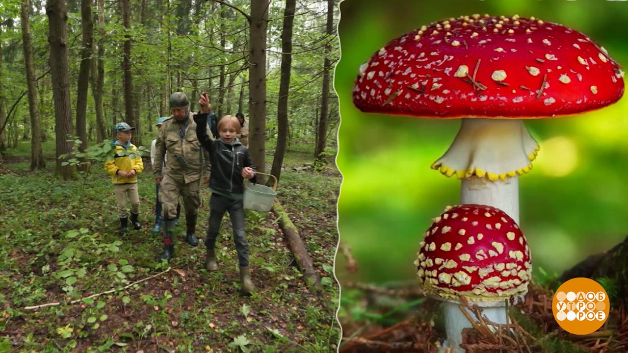 "Съедобное-несъедобное": по грибы - с папой. Доброе утро. Суббота. Фрагмент выпуска от 06.09.2025