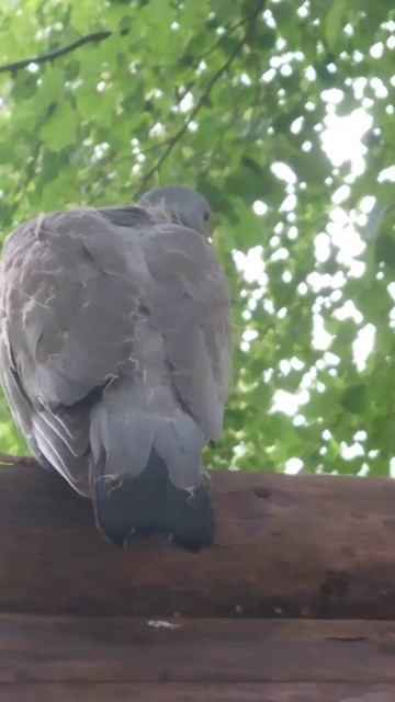 Детеныш горлицы #bird #shorts_video