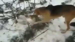 Видео от За Трофеем: Охота и Рыбалка