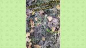 ОСЕННЯЯ ПОРА-ГРИБОВ ОЧАРОВАНИЕ
