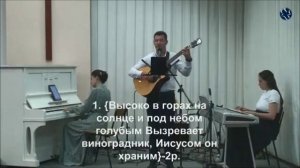 Виноградная лоза