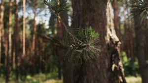 релакс в лесу