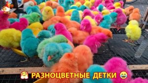 Цыплята и утята милые пушистики растут на радость хозяину (78)