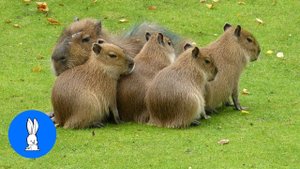 Дружелюбные капибары и их ПОЧЕСУШКИ - ПОДБОРКА