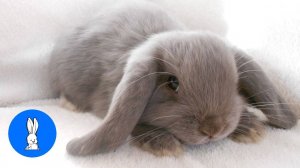 Самая милая подборка с кроликами