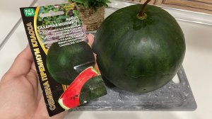 Арбуз Сахарная  Молния.