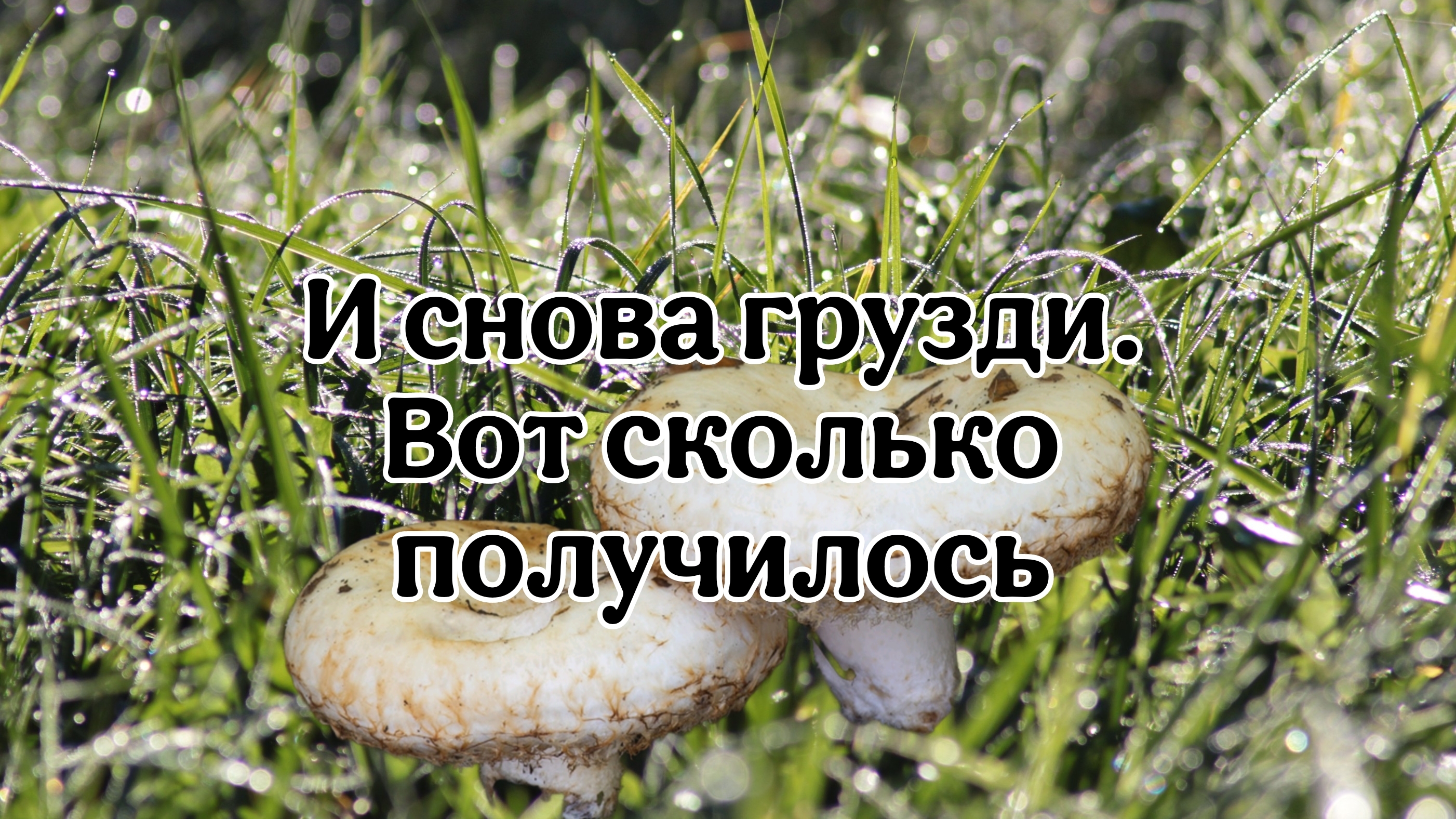 И снова грузди, вот сколько я набрал. смотреть онлайн