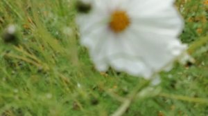 Осенние космеи и бархотки красивое сочетание