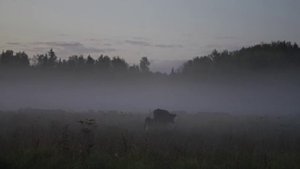 Теленок с мамой гуляет в тумане.