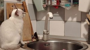 Котятам мухи уже надоели