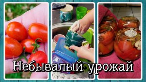 VLOG из 🇩🇪: Небывалый урожай. Закрутки в Германии. Рецепт салата из сердечек.