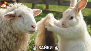 Зая и Зайчата 🐰🐇🐇 Веселые истории из жизни семейства зайчиков (38)