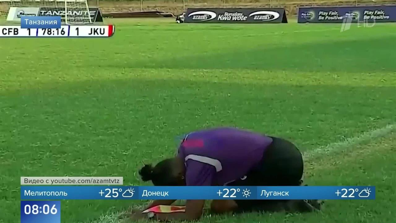 Пришлось притвориться мертвыми: как футболисты спасались от роя пчел в Танзании