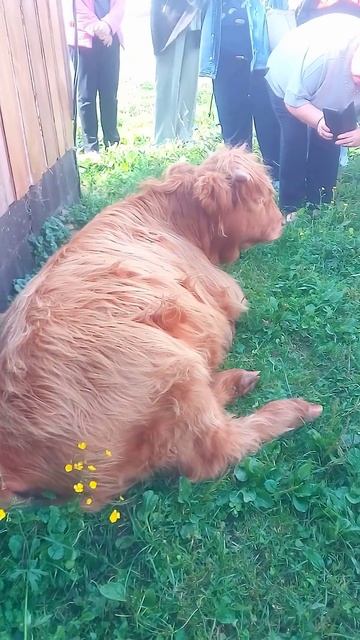 Шотландская Снежинка #shorts_video #альпакиДмитров