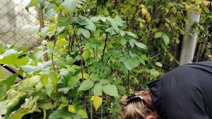 Блины из кабачков. Дачные дела.