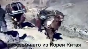 доставка авто.mp4