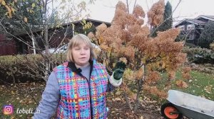 Осенняя обрезка гортензий ✂️