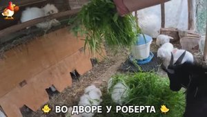 Содержание кур в домашних условиях и других птиц во дворе у Роберта 🐣🐤🦆🐔🪿🦃 (209)