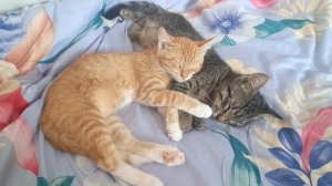 Наши котики😊