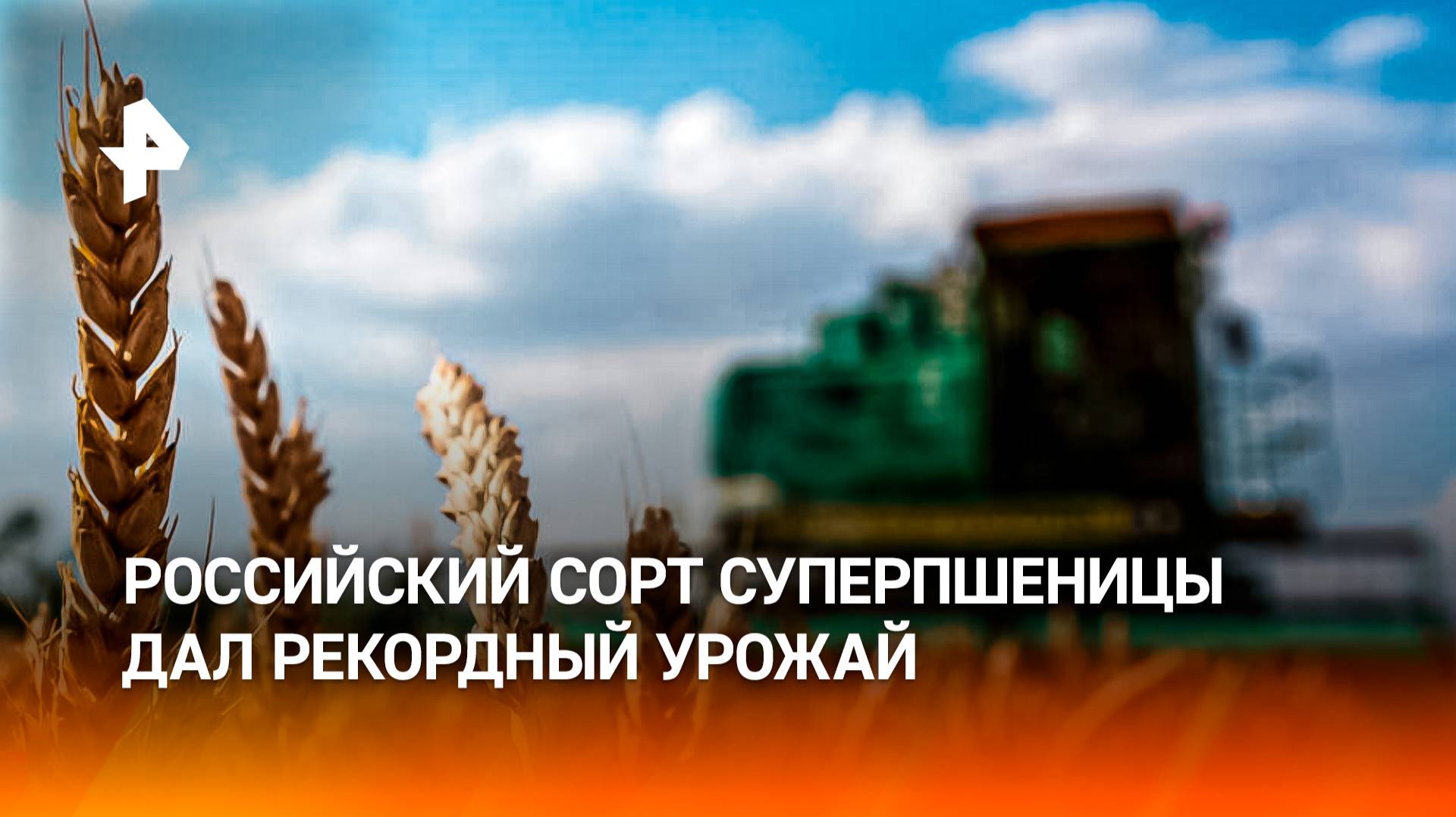 Селективное программирование: российский сорт суперпшеницы дал рекордный урожай