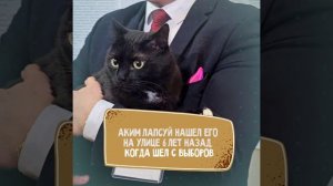 Коты на выборах