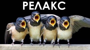 Релакс Птицы Музыка Для Расслабления - 75 минут релаксации.