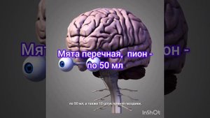 Чтобы мозг работал.
